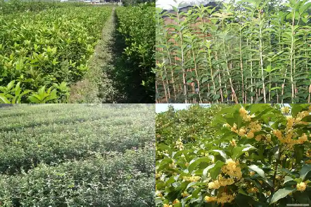 桂花苗小苗要多久才长的粗大一点1683420715954