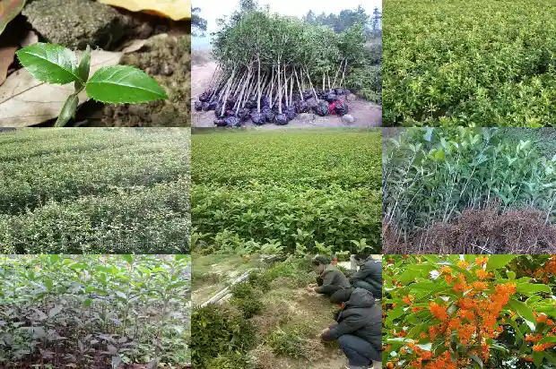桂花苗小苗要多久才长的粗大一些1683420733602