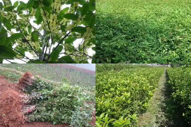 桂花树根长出的幼苗怎么办1683420807383