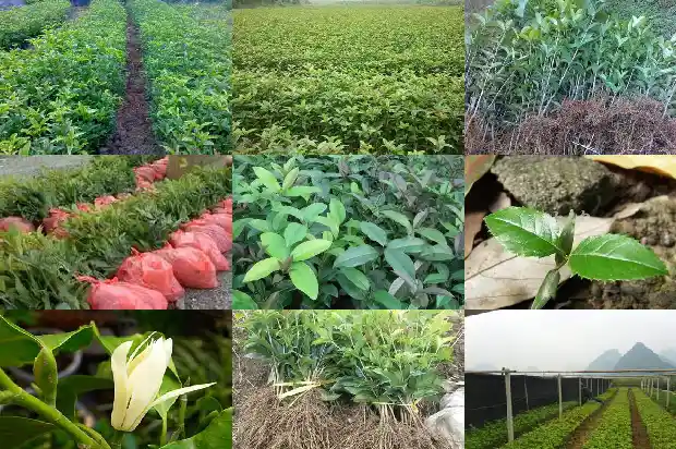 桂花实生苗有明显的主根1683420831724
