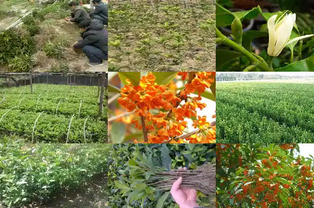 桂花实生苗有明显的主根1683420831819