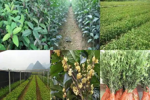 玉桂花苗种植方法1683420905913