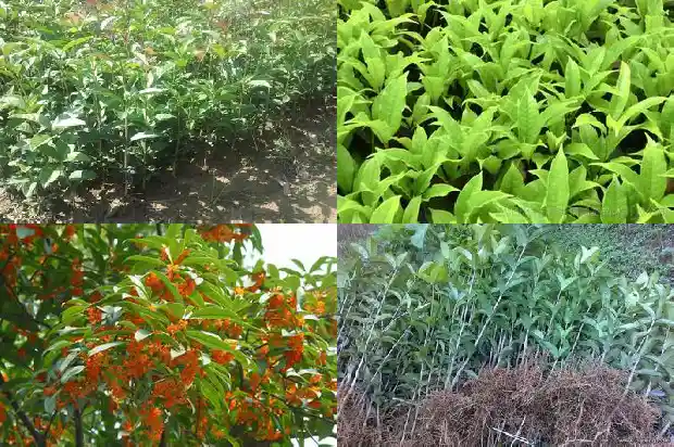 玉桂花苗种植方法1683420905961