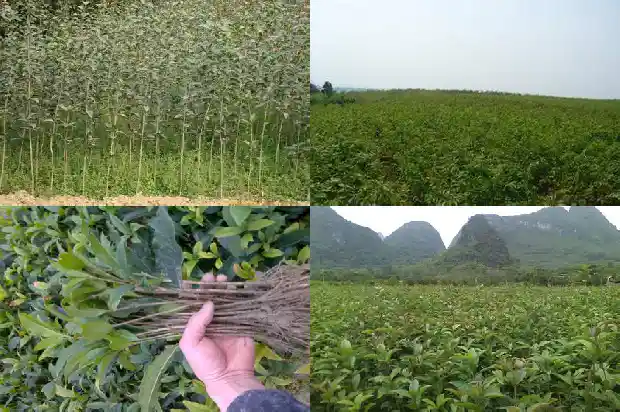 四季桂花小苗养几年可以开花?1683420921772