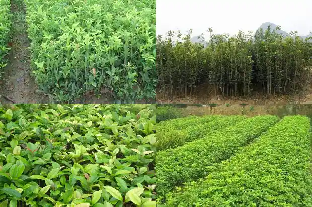 四季桂花小苗买回来可以换盆吗1683420971179