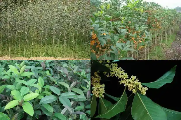 四季桂花小苗买回来可以换盆吗1683420971321