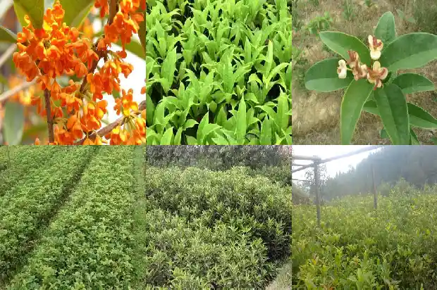 桂花苗盆栽用什么土1683420995766