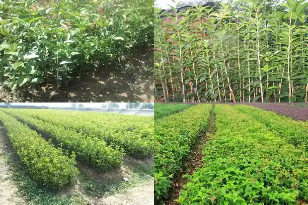 桂花苗盆栽多少钱一棵1683421017640