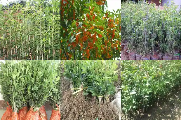 桂花苗盆栽多少钱一棵1683421017686
