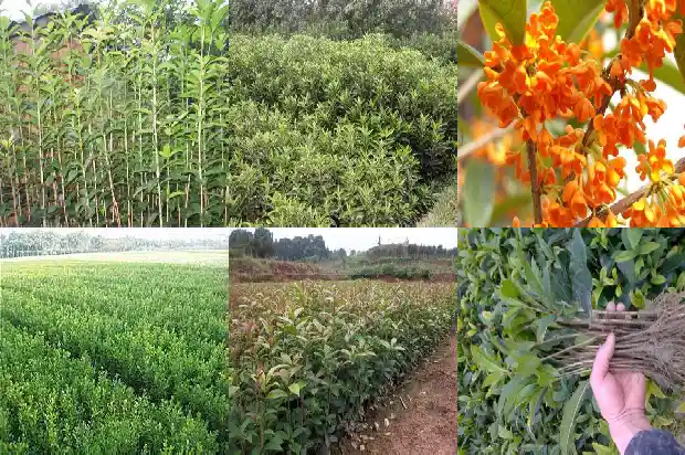 桂花苗盆栽多少钱一棵1683421017734