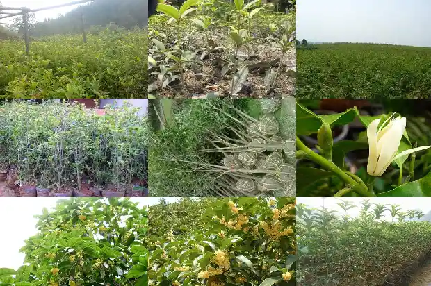 八月份桂花开了吗1690504479948