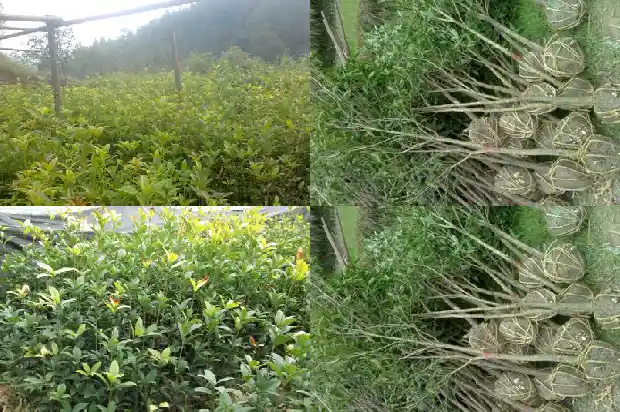 桂花树的味道怎么形容1690073019686