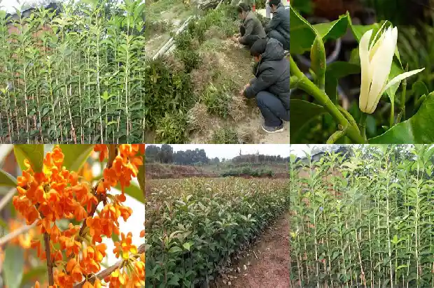 桂花树八月份施什么肥料好1688431496514