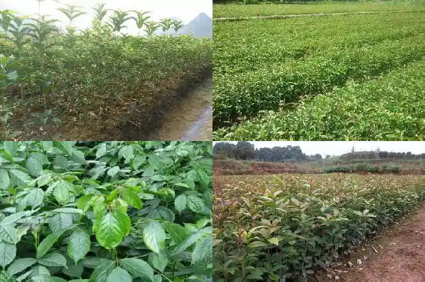 桂花几年苗能开花吗1683421082978