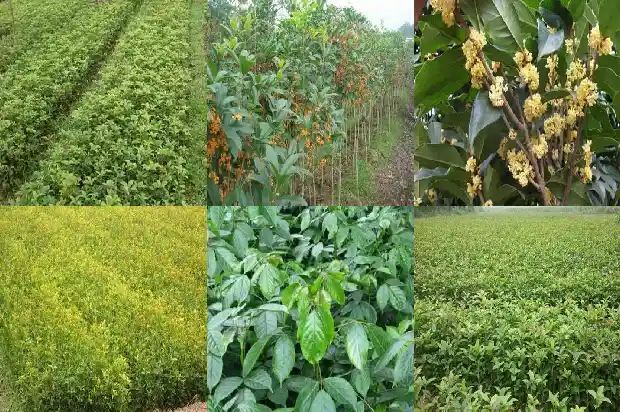 桂花几年苗能开花吗1683421083026