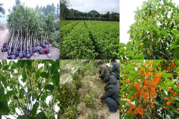 桂花树不开花是什么原因地栽1683421168143