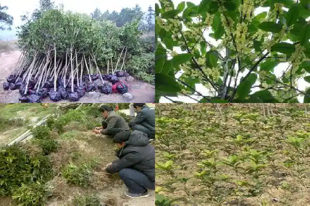 桂花原生苗又不开花的吗1683421188473