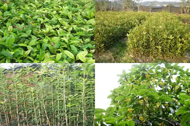 桂花原生苗又不开花的吗1683421188521