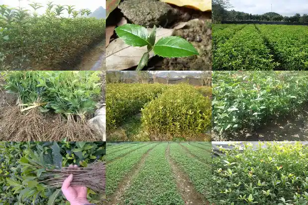 桂花几年的苗开花?1683421248300