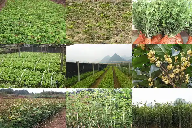 桂花几年的苗开花?1683421248348