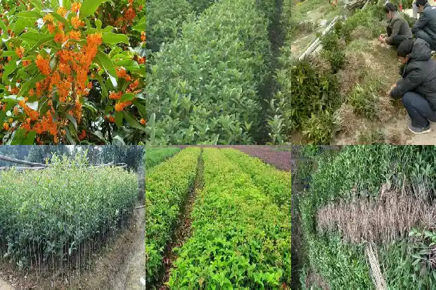 原生苗桂花几年能开花结果吗1683421270551
