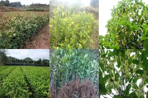 桂花树在山西能成活吗1690503361224