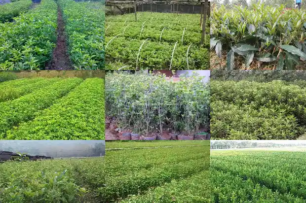 桂花苗多久会开花结果1683421287689