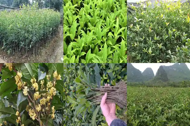 10元一棵的桂花苗贵吗1683421309485