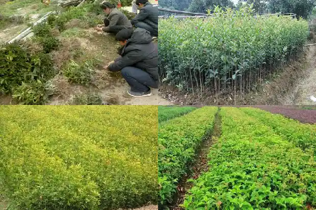 10元一棵的桂花苗是真的吗1683421331587