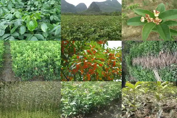 四季桂花树多少钱一盆好养1683421353313