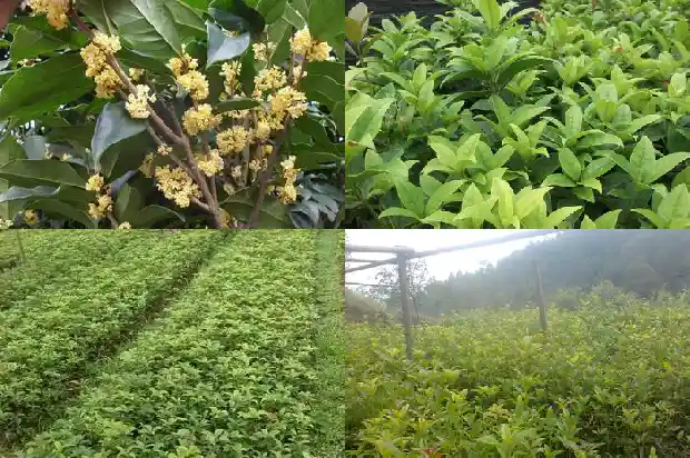 四季桂花树多少钱一盆好养1683421353456