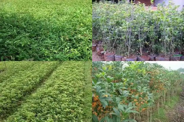 那里有卖桂花树的地方1683421373613