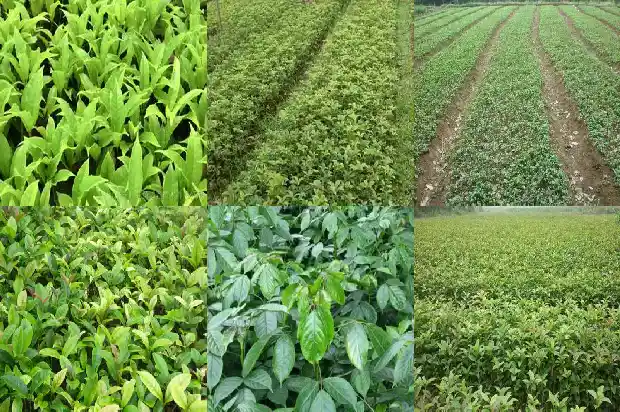 那里有卖桂花树的地方1683421373661