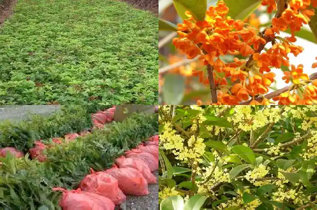 家里有桂花树去哪里卖掉呢1683421417403