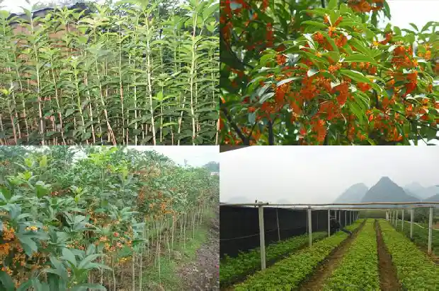家里有桂花树去哪里卖掉好1683421433084