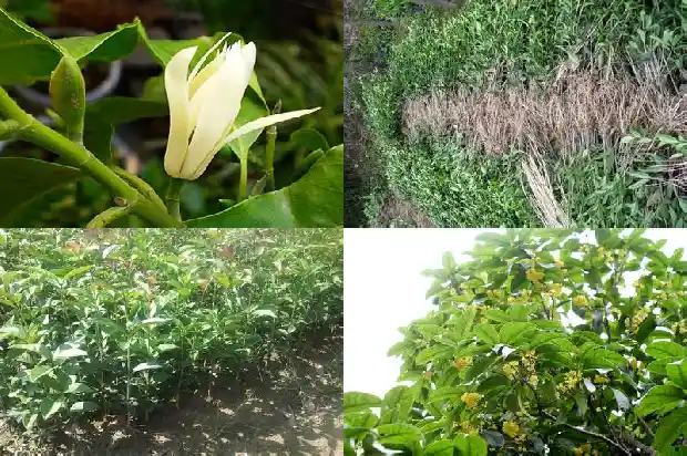 桂花树哪里卖的多1683421483342