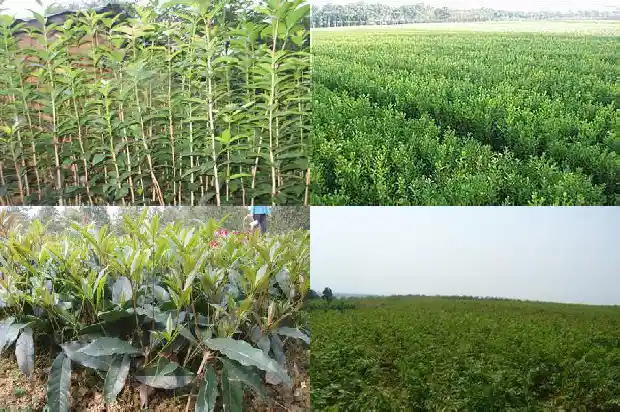 桂花树怎么销售1683421502883