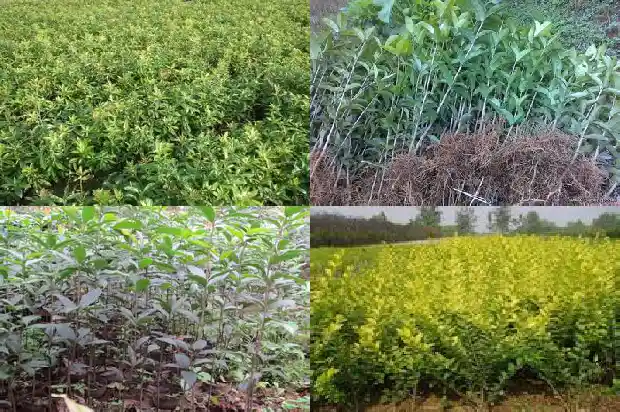 桂花树怎么销售1683421502931