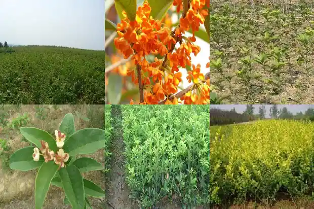 东方树叶桂花乌龙茶 杭州1689467653118