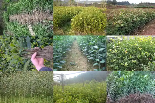 四季桂花树苗市场价格多少钱一株1683421520996