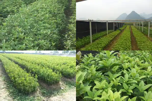 四季桂花树苗市场价格多少钱一颗1683421540571
