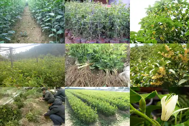 四季桂花树苗市场价格表最新消息1683421577721