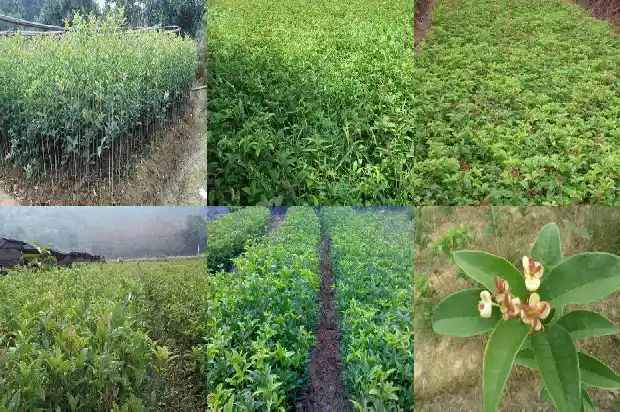 桂花树买多少钱一颗好看的呢1683421595614
