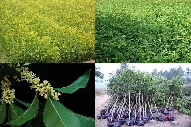 桂花树买多少钱一颗好看的花1683421613254