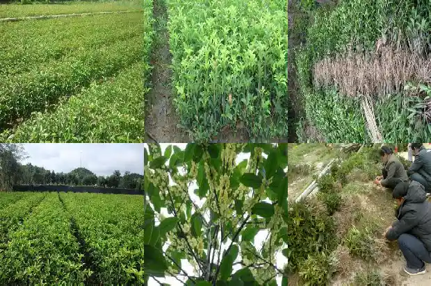 桂花树买多少钱一颗好看的花1683421613302
