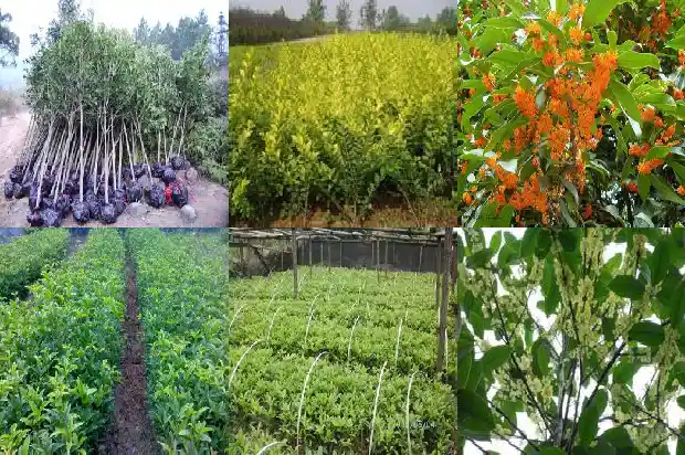 桂花树买多少钱一颗好看的花1683421613350