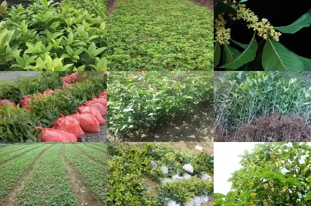 盆栽天香台阁桂花怎么养护和管理1690850149459