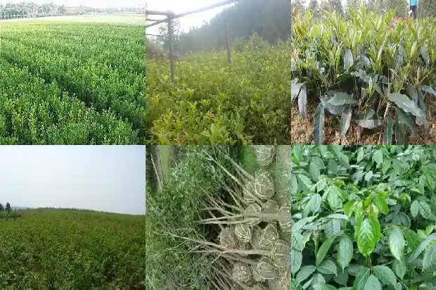 桂花树买多少钱一颗好养活的1683421633499
