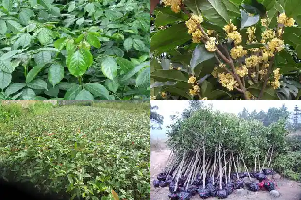桂花树买多少钱一颗好养的品种1683421668950