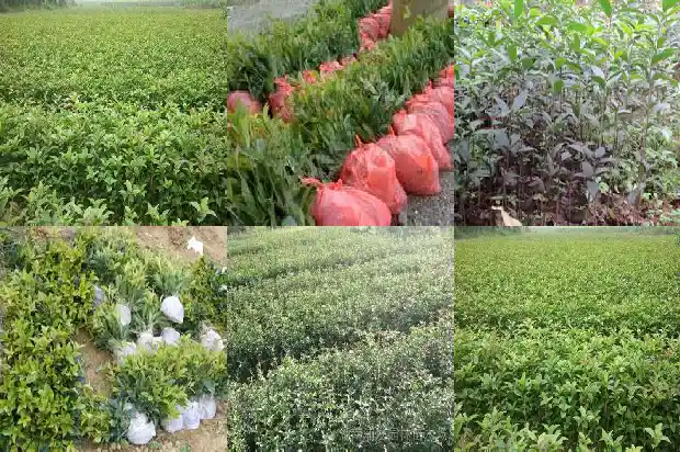 桂花树买多少钱一颗好养的品种1683421668997